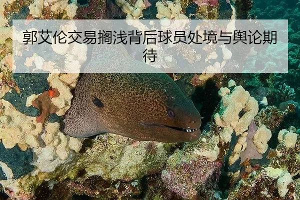郭艾伦交易搁浅背后球员处境与舆论期待